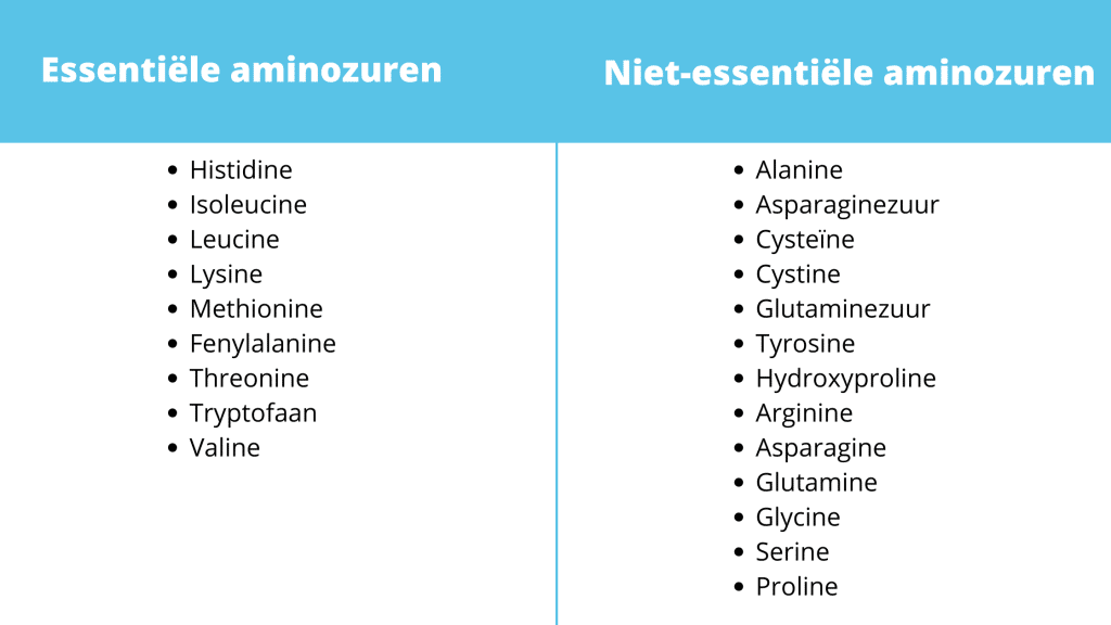 Belangrijke info over eiwitten | Lees het bij Xandra's Keto Kitchen